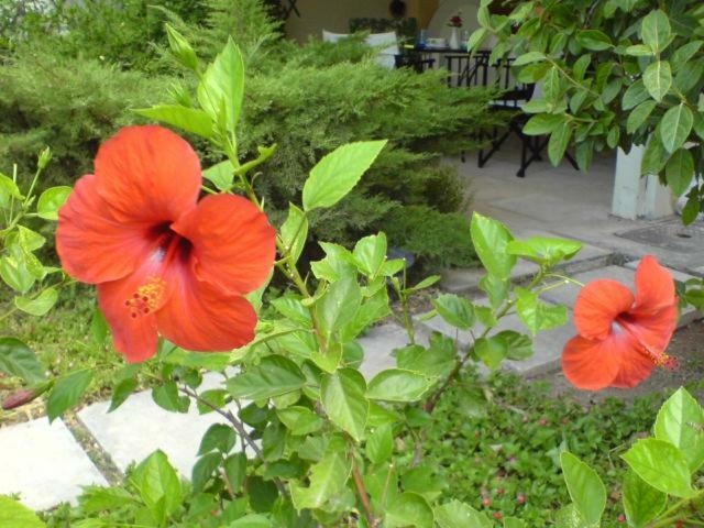 Comfortable Garden Apt Near Vouliagmeni Beach Athén Kültér fotó